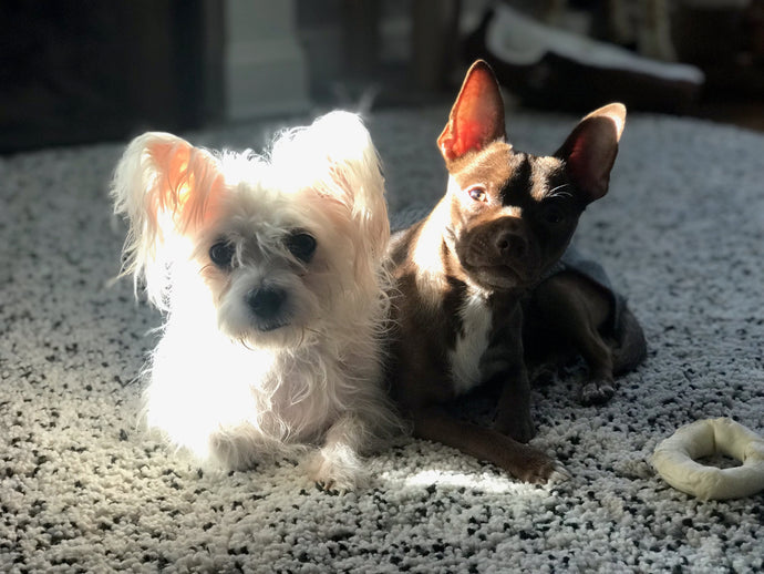 Twix & Clyde