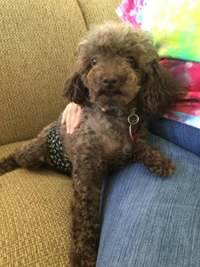 Augie