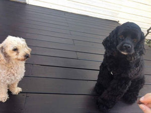 Cody & Snickers